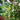 Goldfish Plant