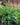 Goldfish Plant