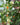 Goldfish Plant