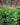 Goldfish Plant
