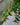 Goldfish Plant