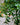 Goldfish Plant