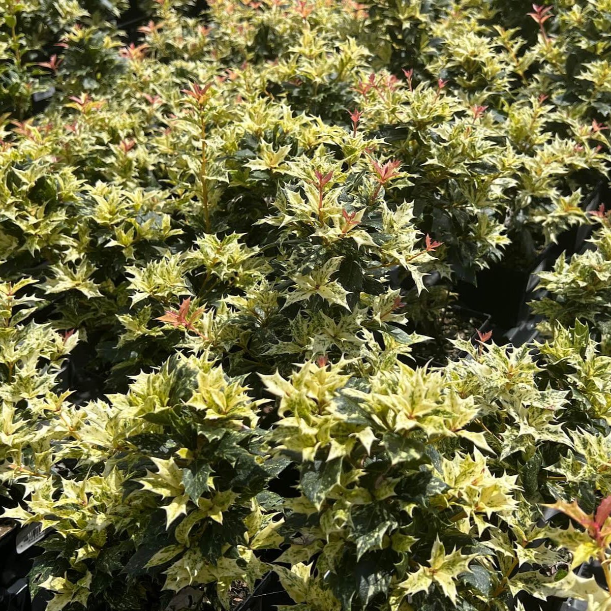 Osmanthus Goshiki false holly