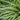 Ornamental Grass: Miscanthus 'Variegatus' (Variegated Japanese Silver Grass) GRL