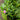 Rhododendron maximum 'Roseum' (Pink Rosebay Rhododendron)