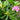 Rhododendron maximum 'Roseum' (Pink Rosebay Rhododendron)