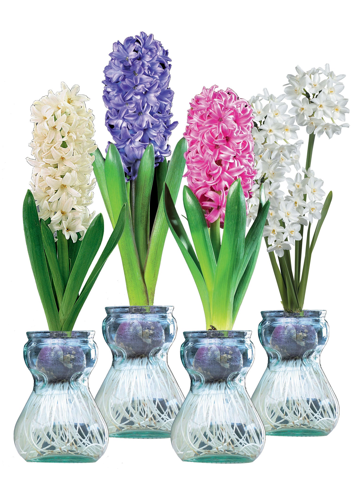 Hyacinth & Paperwhites Indoor Glass Kit