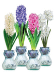 Hyacinth & Paperwhites Indoor Glass Kit