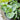 Hosta Shadowland® 'Above the Clouds' (Hosta hybrid)