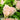 Hydrangea paniculata 'Little Lime Punch®'