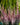 Heather Calluna Pink