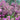 Heather Calluna Purple