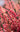 Heather Calluna Red