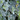 Hedera helix 'Glacier' (Glacier Ivy)