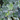 Hedera helix 'Glacier' (Glacier Ivy)