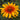 Heliopsis helianthoides 'Burning Hearts' (False Sunflower)