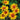 Heliopsis helianthoides 'Burning Hearts' (False Sunflower)