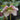 Helleborus x Royal Heritage™ (Snow / Lenten Rose)