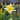 Hemerocallis Never Ending® 'Butter Cream' (Daylily)