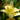 Hemerocallis Never Ending® 'Butter Cream' (Daylily)