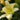 Hemerocallis Never Ending® 'Butter Cream' (Daylily)