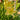 Hemerocallis Never Ending® 'Butter Cream' (Daylily)