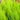 Hesperocyparis Macrocarpa Goldcrest Cypress EMMS