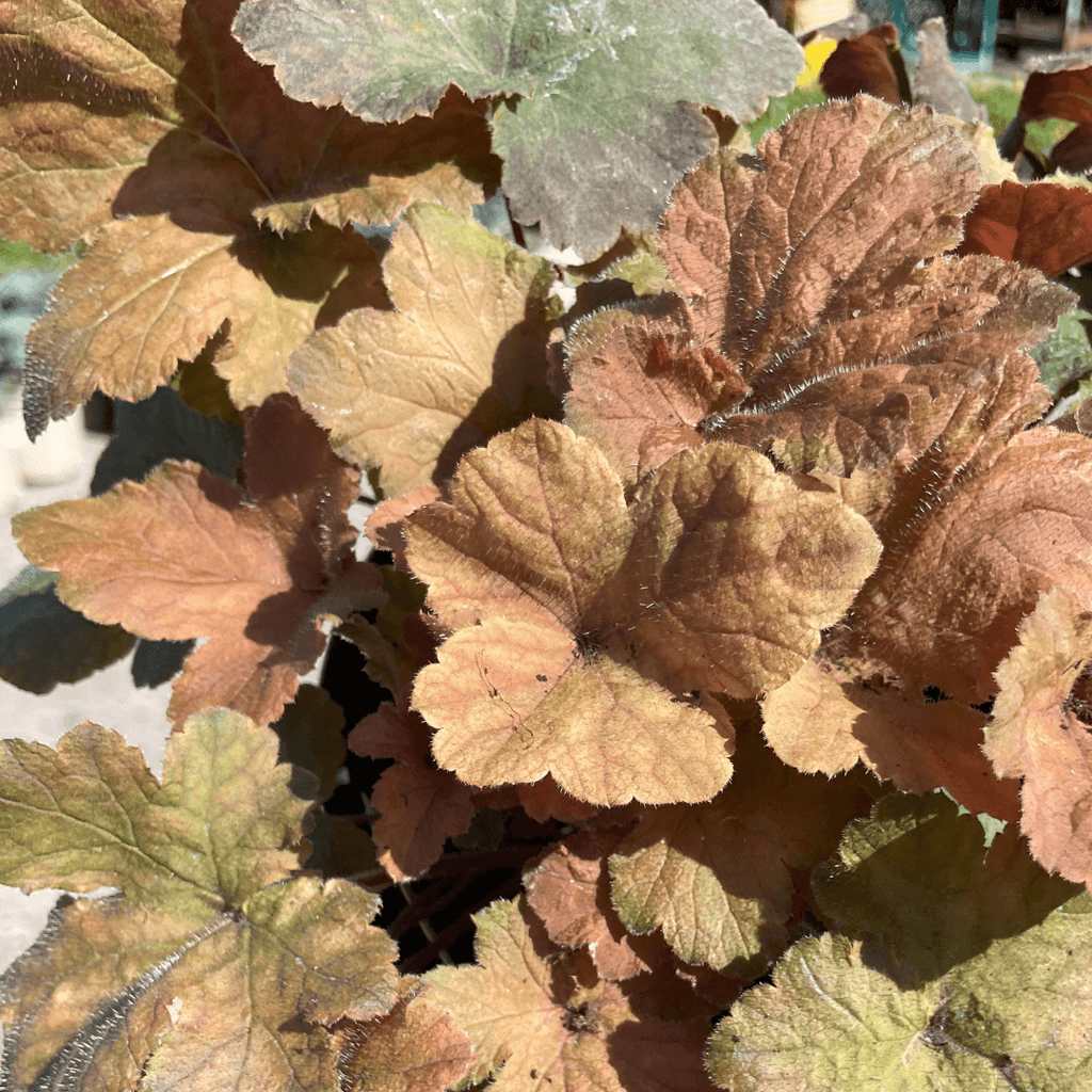 Heucherella 'Pumpkin Spice'