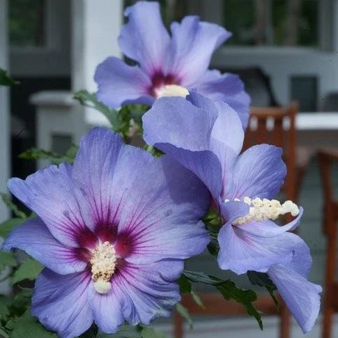 Tree Form Hibiscus Blue Satin 