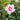 Hibiscus syriacus  Helen' (Rose of Sharon)