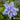 Hibiscus 'Blue Chiffon'® (Rose of Sharon) CNT