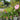 Hibiscus Summerific® 'Spinderella' (Rose Mallow)