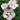 Hibiscus syriacus  'Fiji™' (Rose of Sharon)