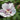 Hibiscus syriacus  'Fiji™' (Rose of Sharon)
