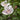 Hibiscus syriacus  'Fiji™' (Rose of Sharon)
