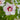Hibiscus syriacus  'Fiji™' (Rose of Sharon)