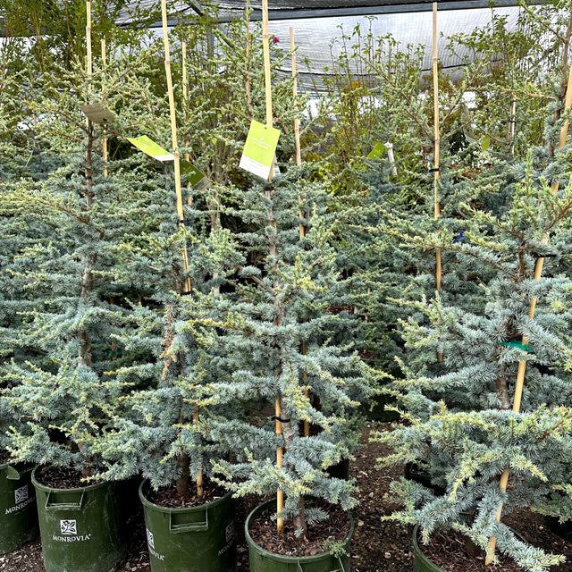 Horstmann Blue Atlas Cedar