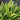 Hosta-Wolverine_01