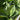 Hosta 'Big Daddy'