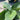 Hosta 'Big Daddy'