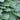 Hosta Shadowland® 'Diamond Lake'