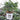 Hosta Shadowland® 'Diamond Lake'