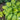 Hosta 'Stained Glass'