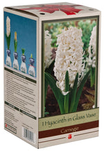 Hyacinth & Paperwhites Indoor Glass Kit