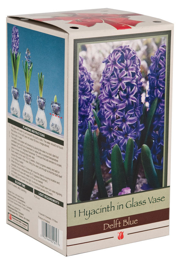 Hyacinth & Paperwhites Indoor Glass Kit