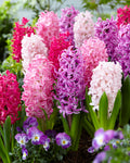 Hyacinth Mix of Pink Bulbs