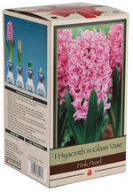 Hyacinth & Paperwhites Indoor Glass Kit