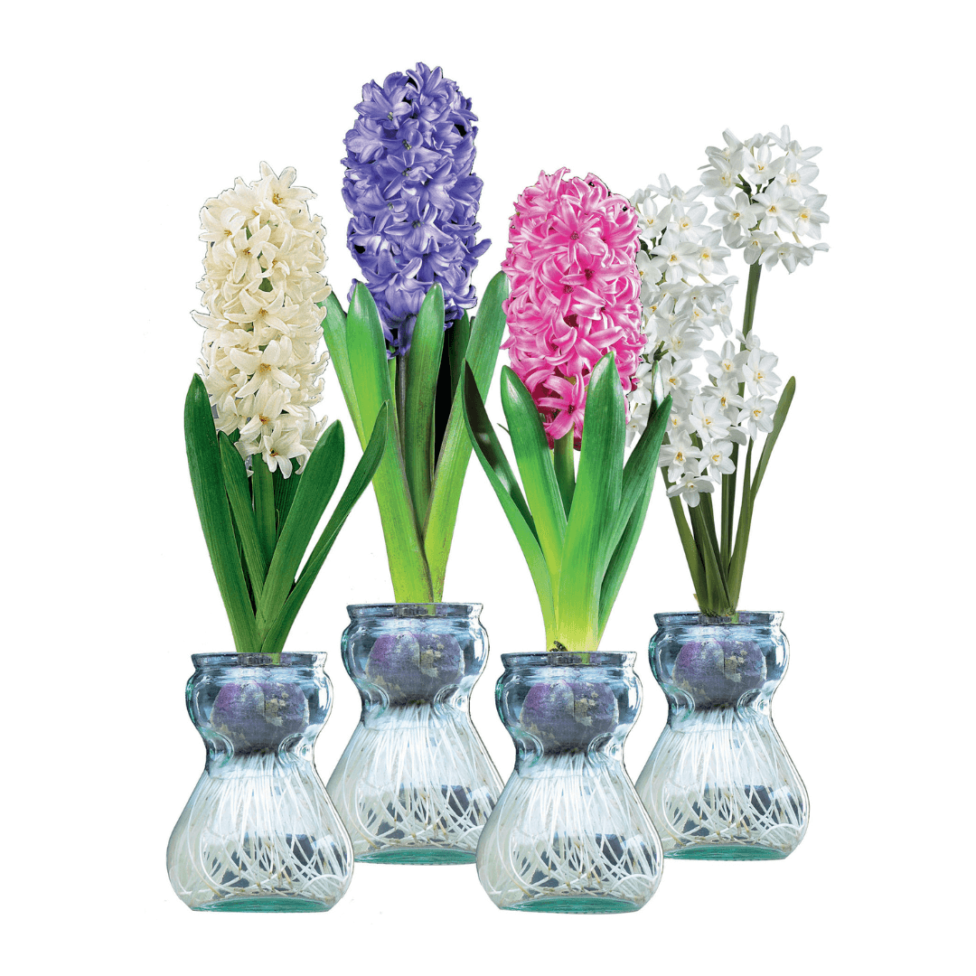 Hyacinth & Paperwhites Indoor Glass Kit