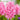 Hyacinth orientalis 'Pink Pearl' Bulbs