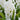 Hyacinth Carnegie (White)